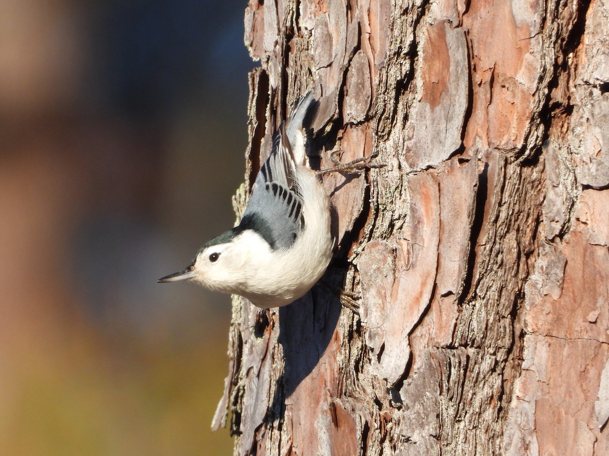 Trepador Pechiblanco - ML646318586