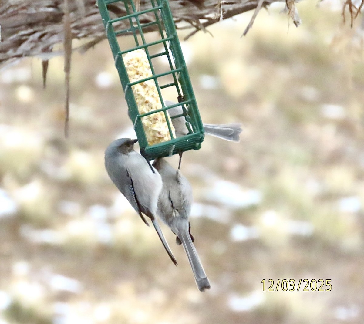 ヤブガラ - ML646318587