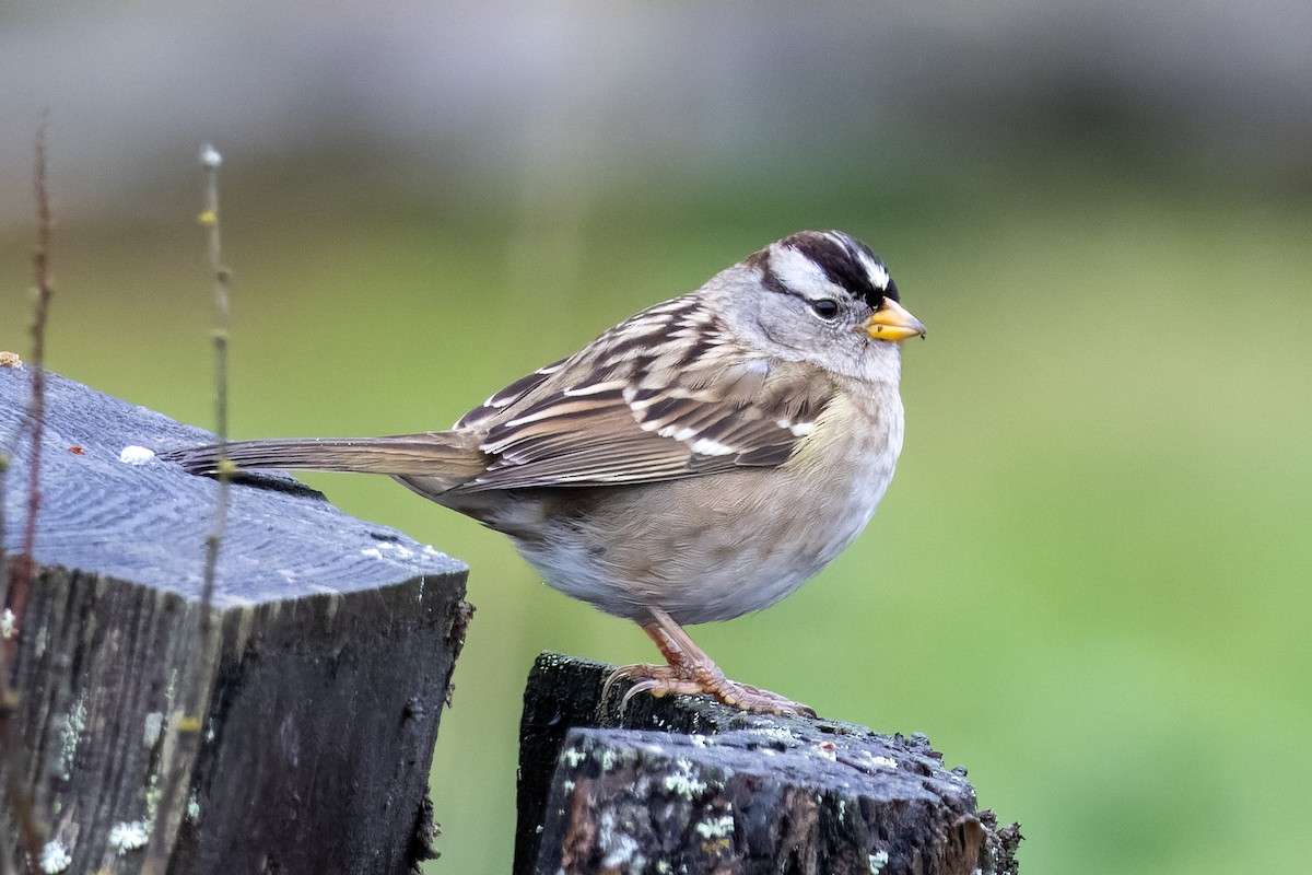 White-crowned Sparrow - ML646318588