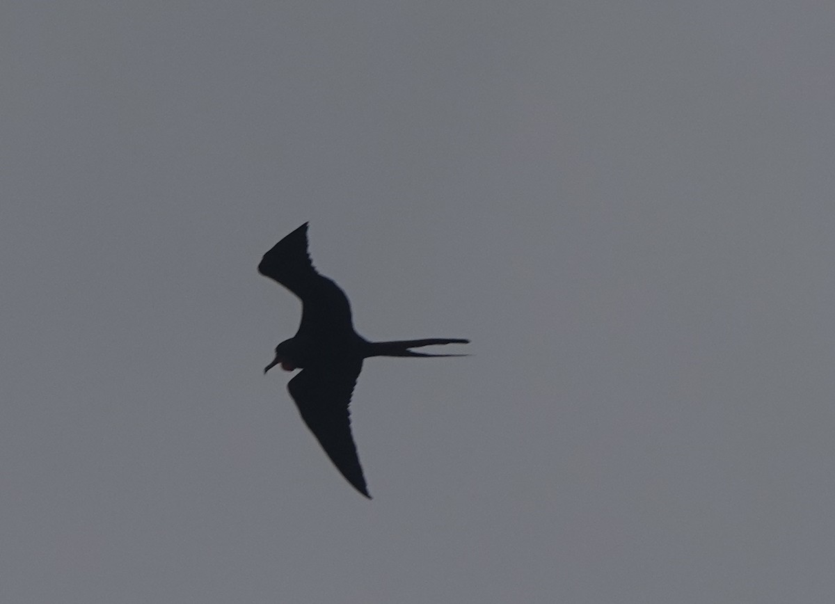 アメリカグンカンドリ - ML646318589