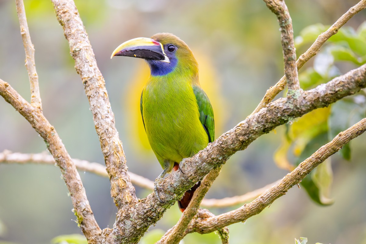 Northern Emerald-Toucanet - ML646318590