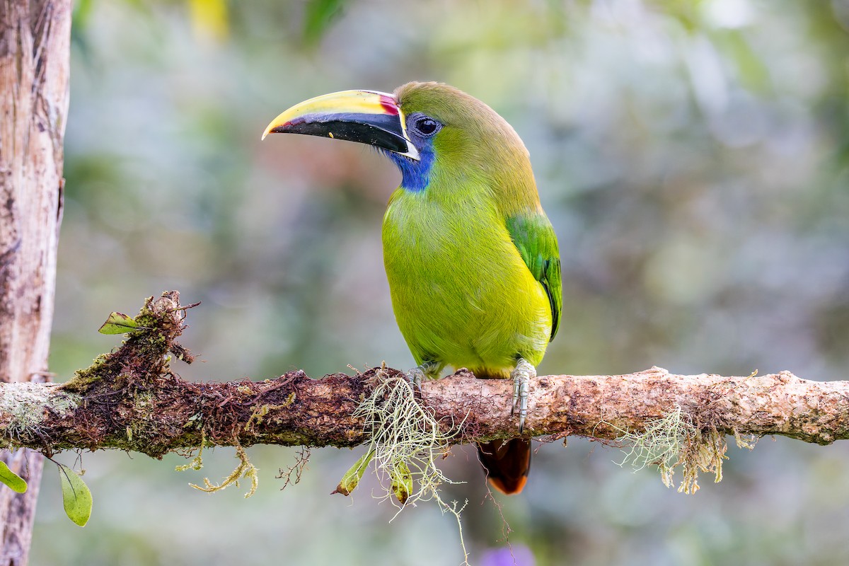 Northern Emerald-Toucanet - ML646318591