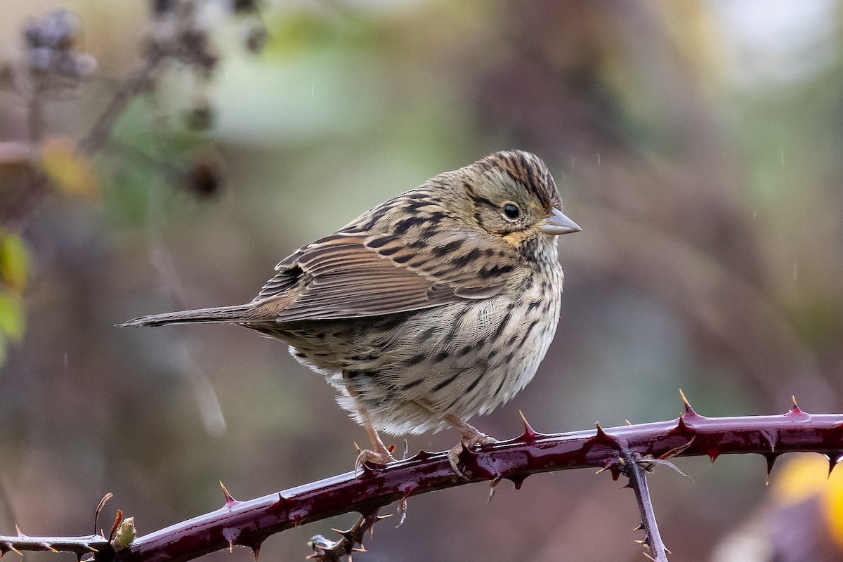 Lincoln's Sparrow - ML646318593