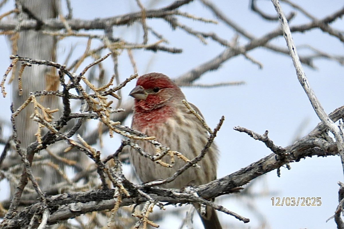 メキシコマシコ - ML646318594