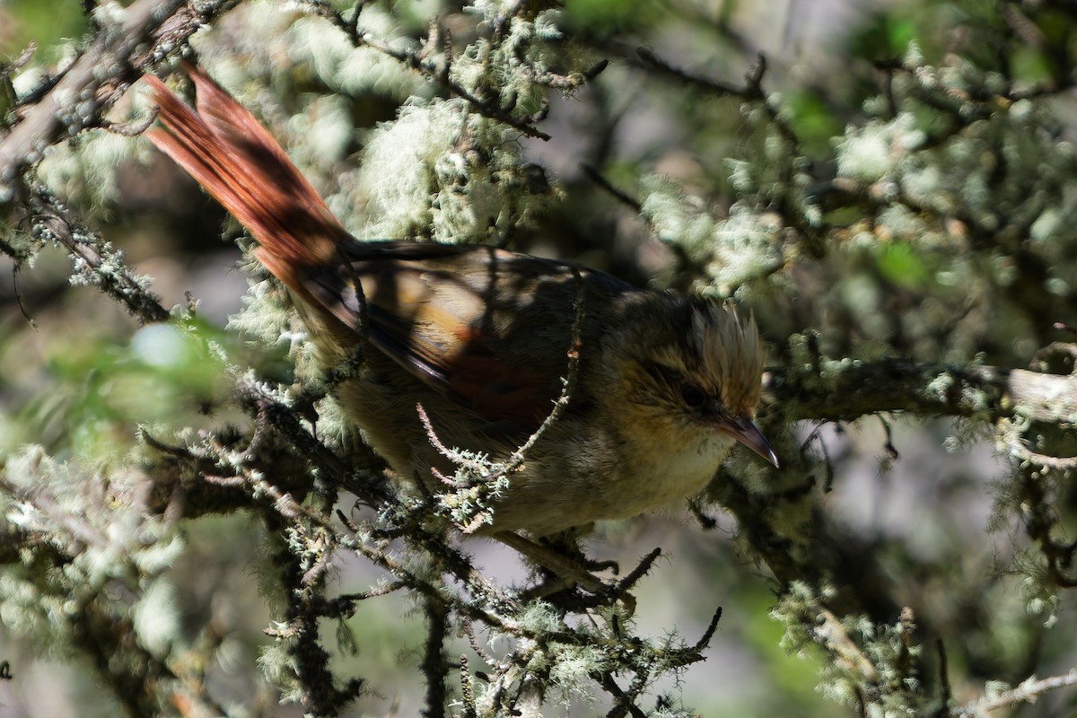 Creamy-crested Spinetail - ML646318600