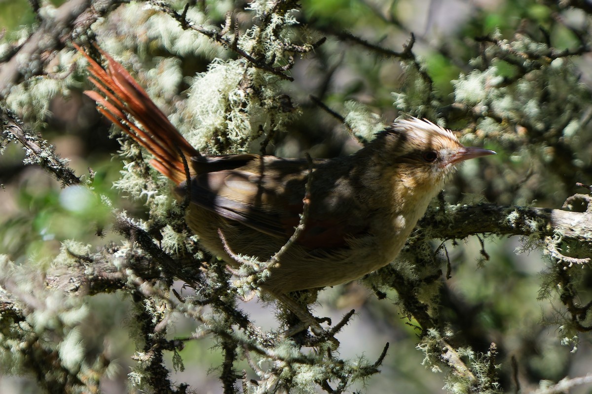 Creamy-crested Spinetail - ML646318601