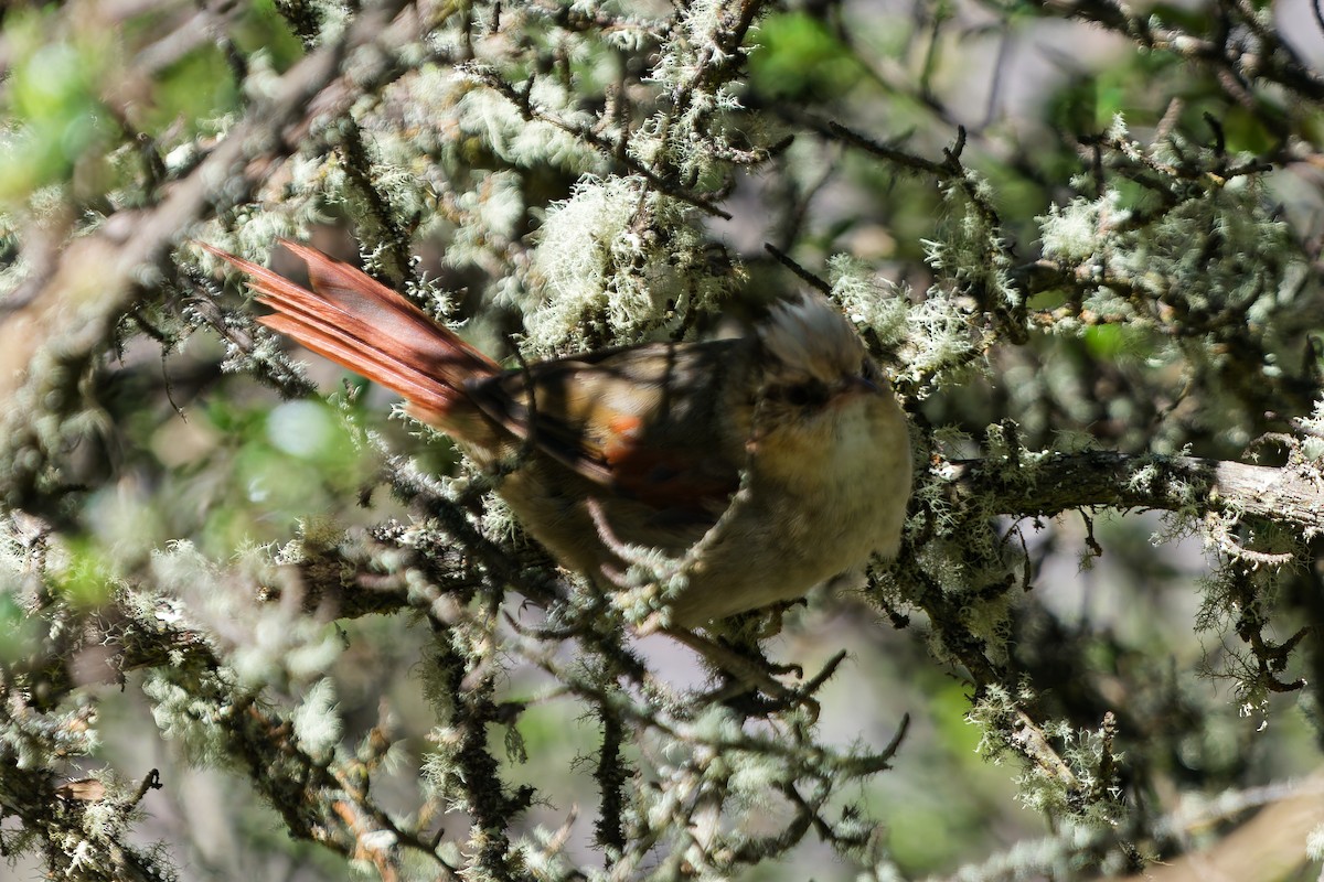 Creamy-crested Spinetail - ML646318602