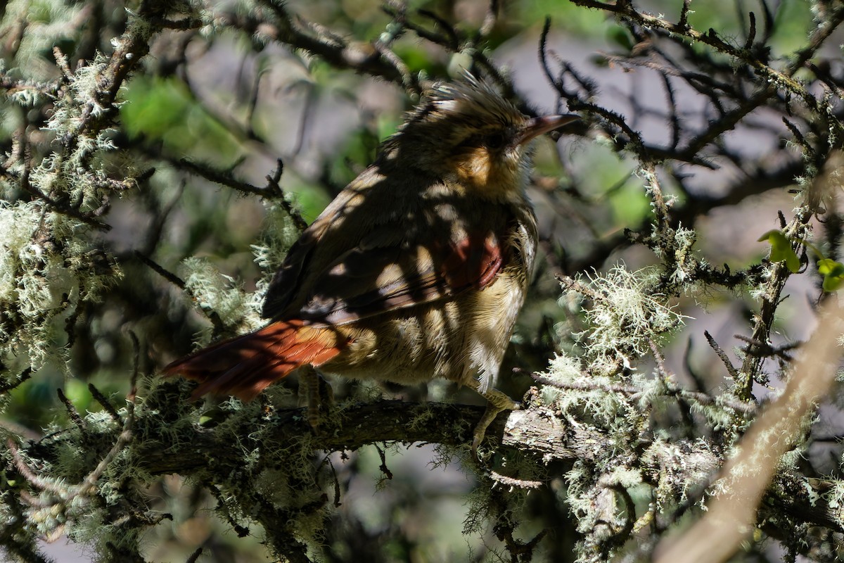 Creamy-crested Spinetail - ML646318603