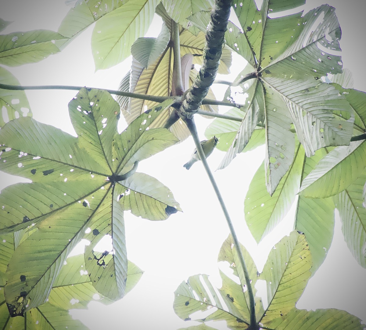 Tennessee Warbler - ML646318604