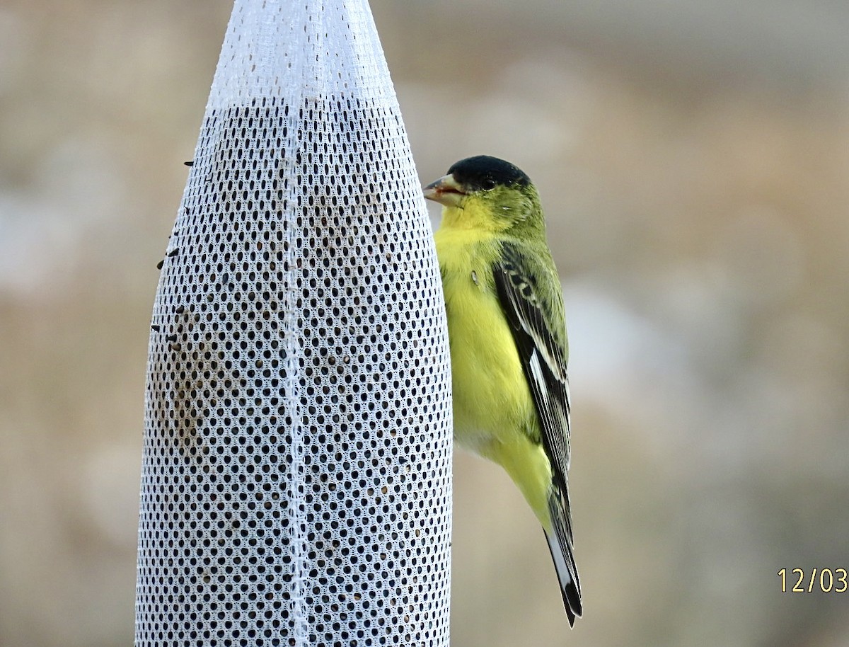 ヒメキンヒワ - ML646318608