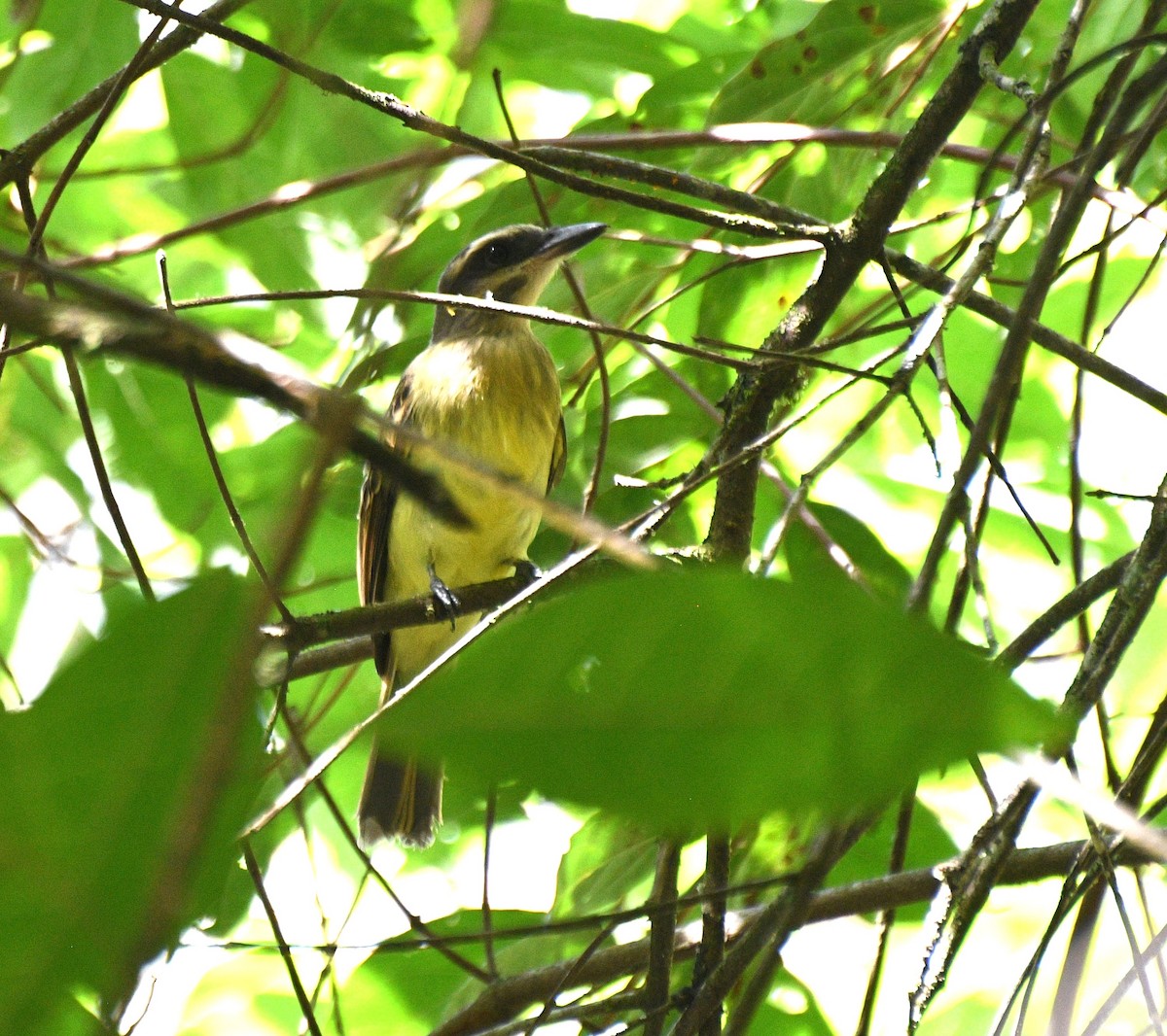 Piratic Flycatcher - ML646318609