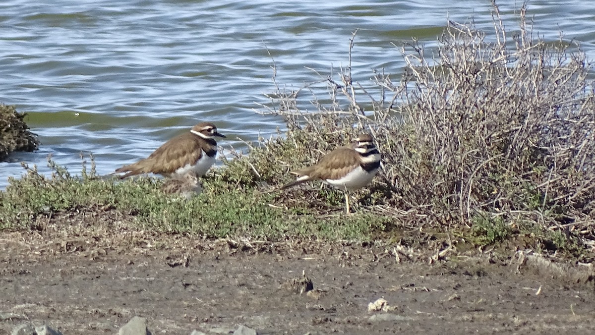 Killdeer - ML646318611