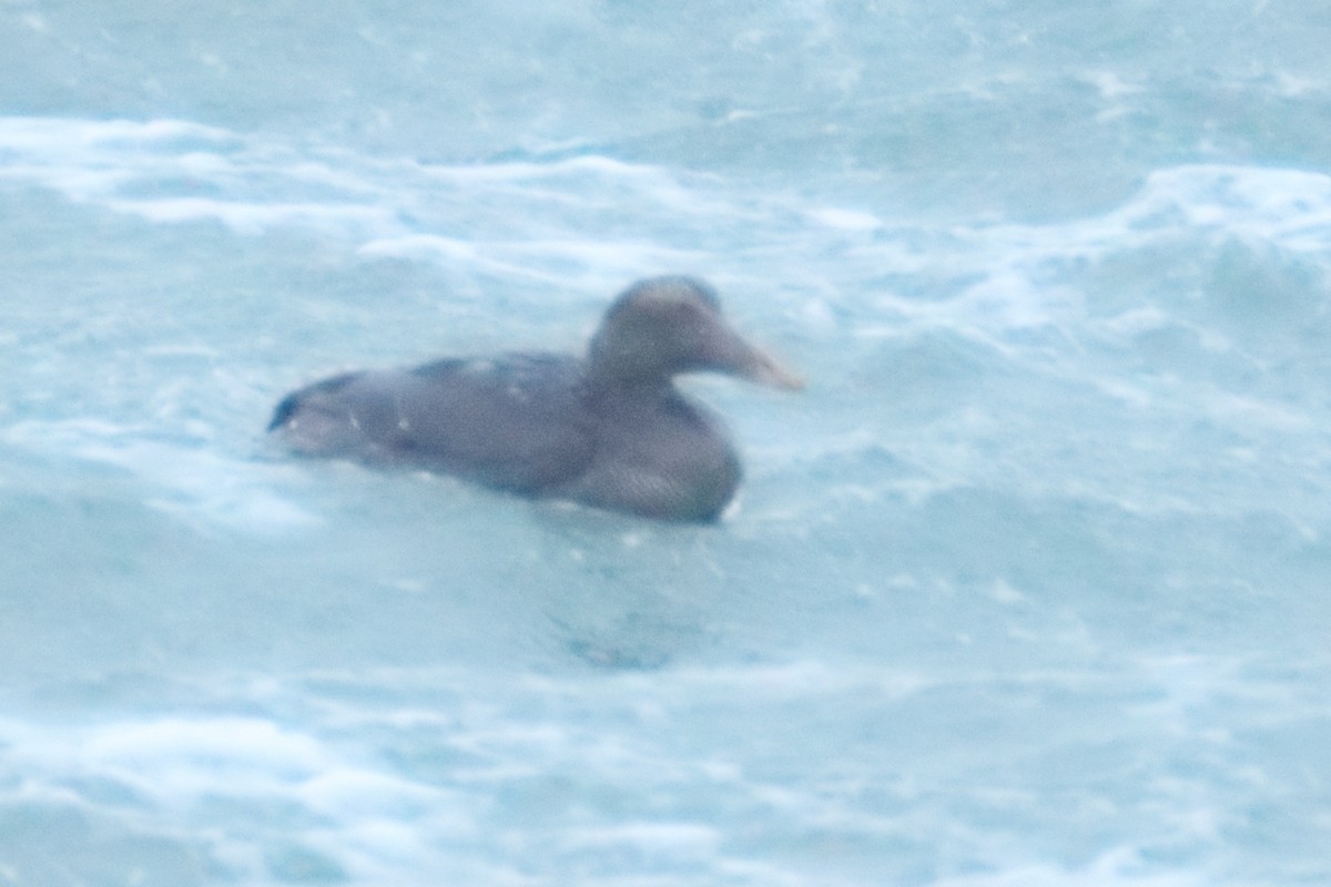 Common Eider - ML646318614