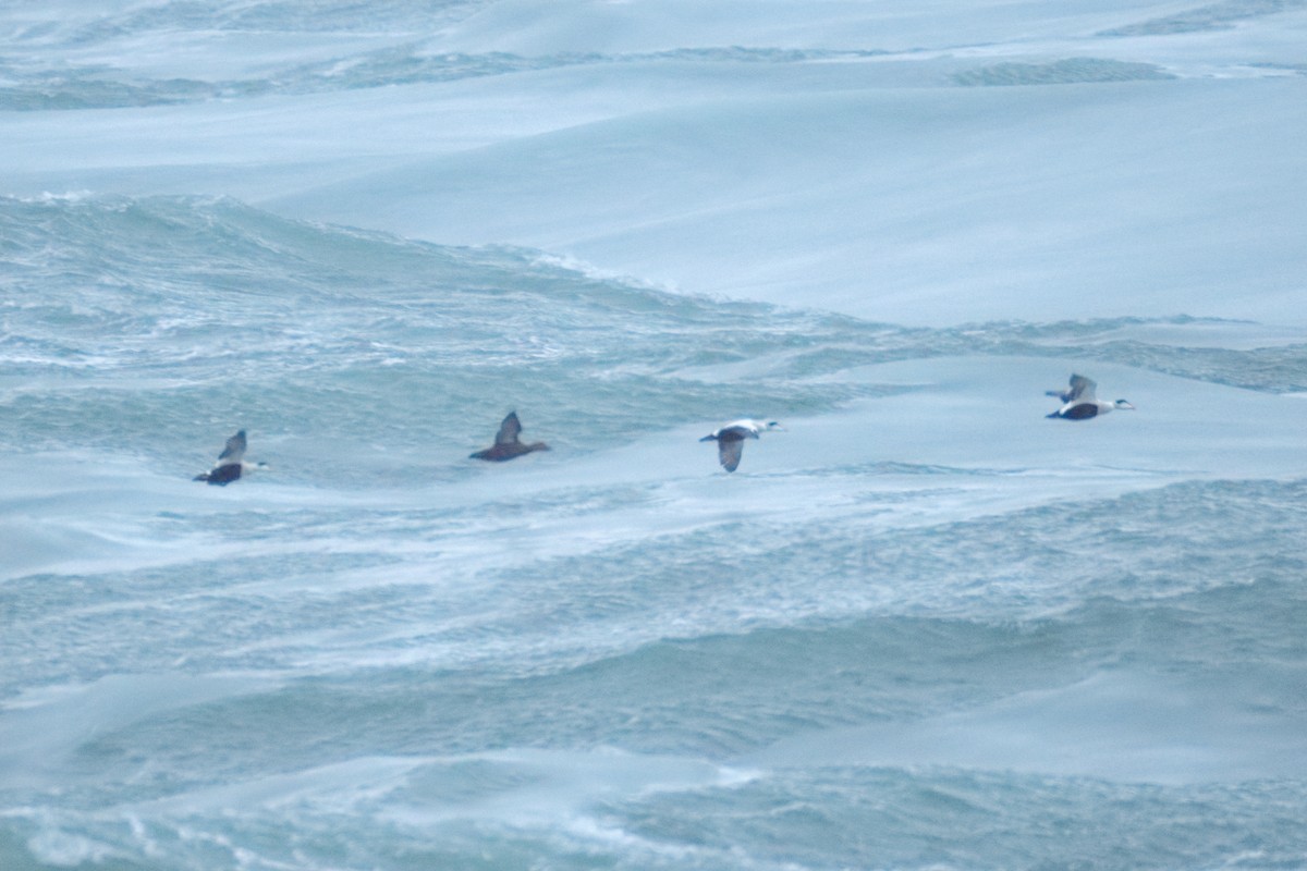 Common Eider - ML646318615