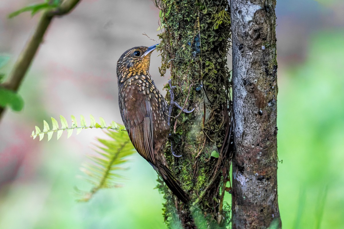 Spotted Barbtail - ML646318619