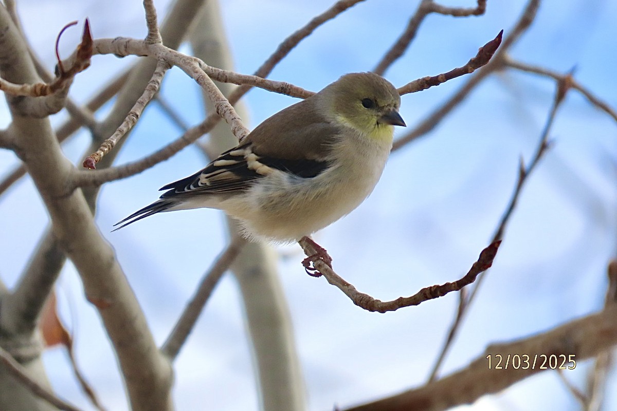 オウゴンヒワ - ML646318620