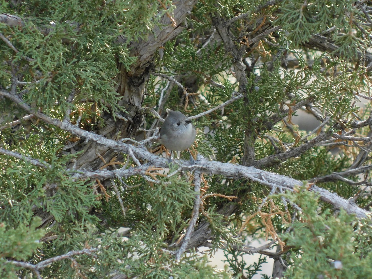 Juniper Titmouse - ML646318623