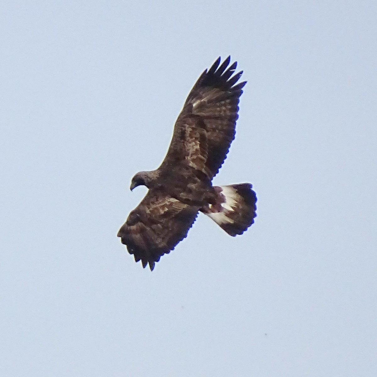 Golden Eagle - ML646318627