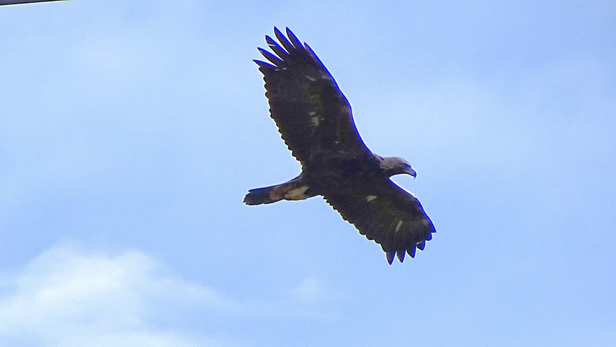 Golden Eagle - ML646318630