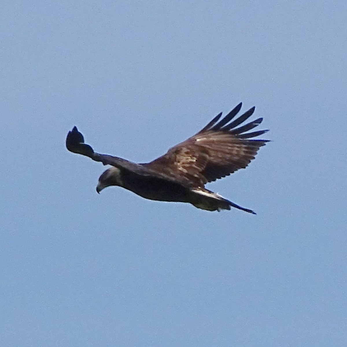 Golden Eagle - ML646318631