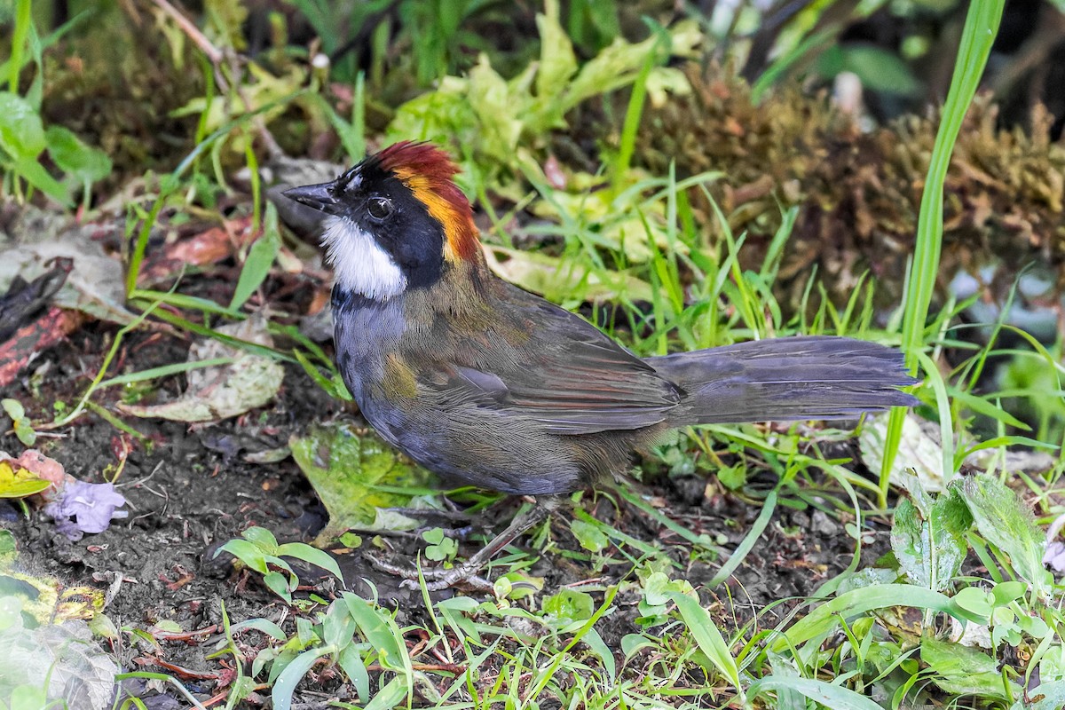 Chestnut-capped Brushfinch - ML646318632