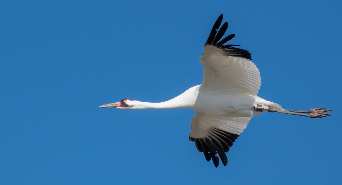 trompettrane - ML646318634