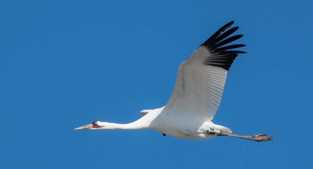 trompettrane - ML646318635