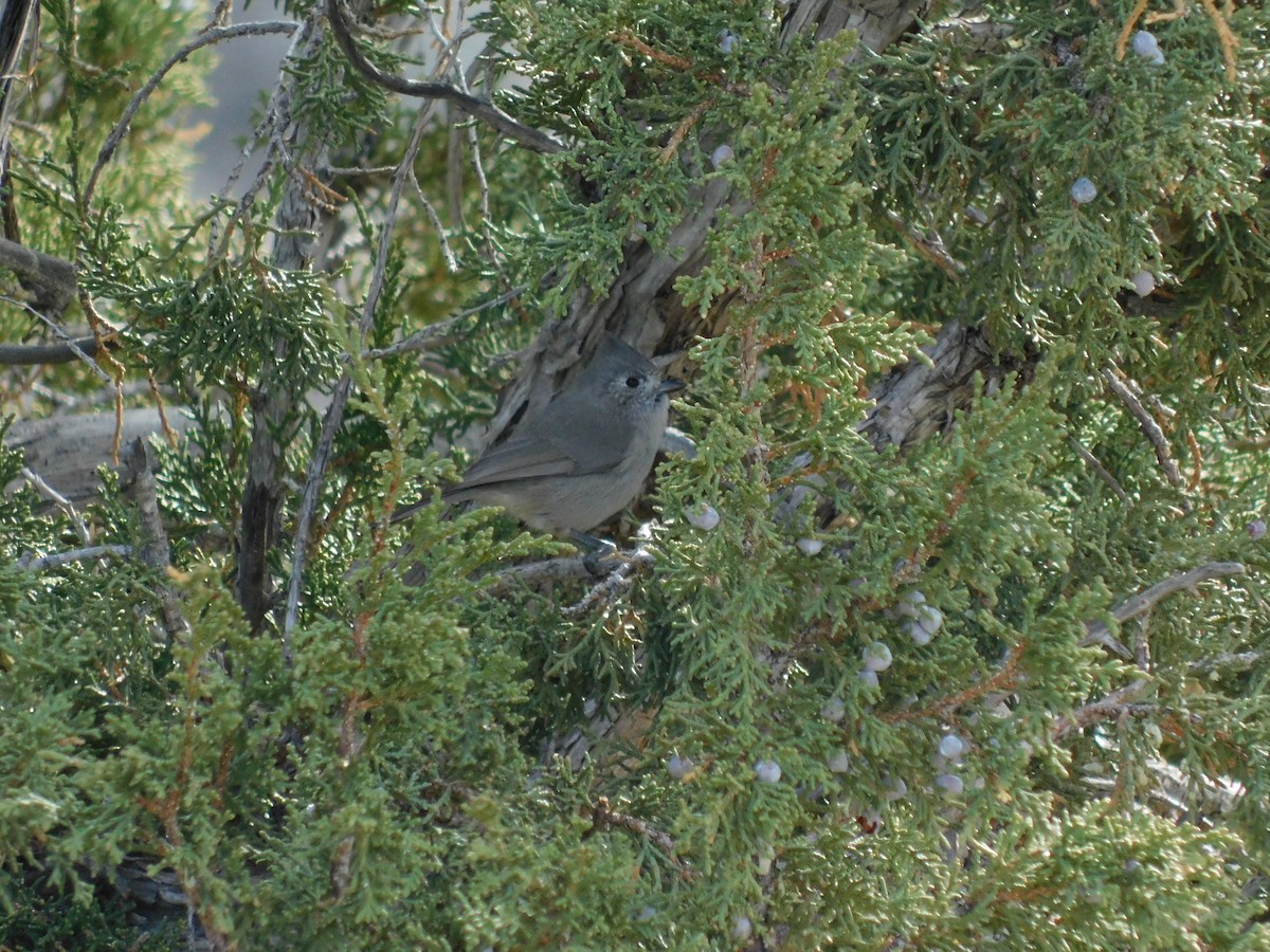 Juniper Titmouse - ML646318636