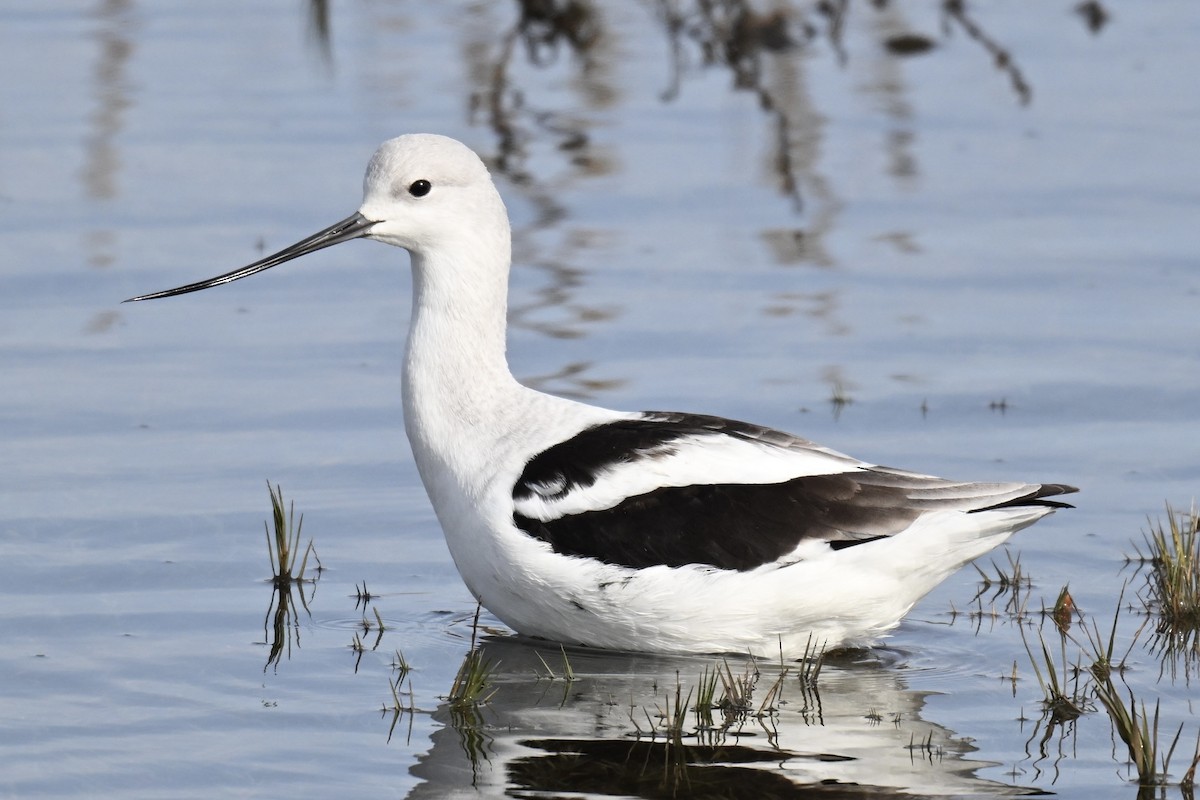 tenkozobec americký - ML646318637