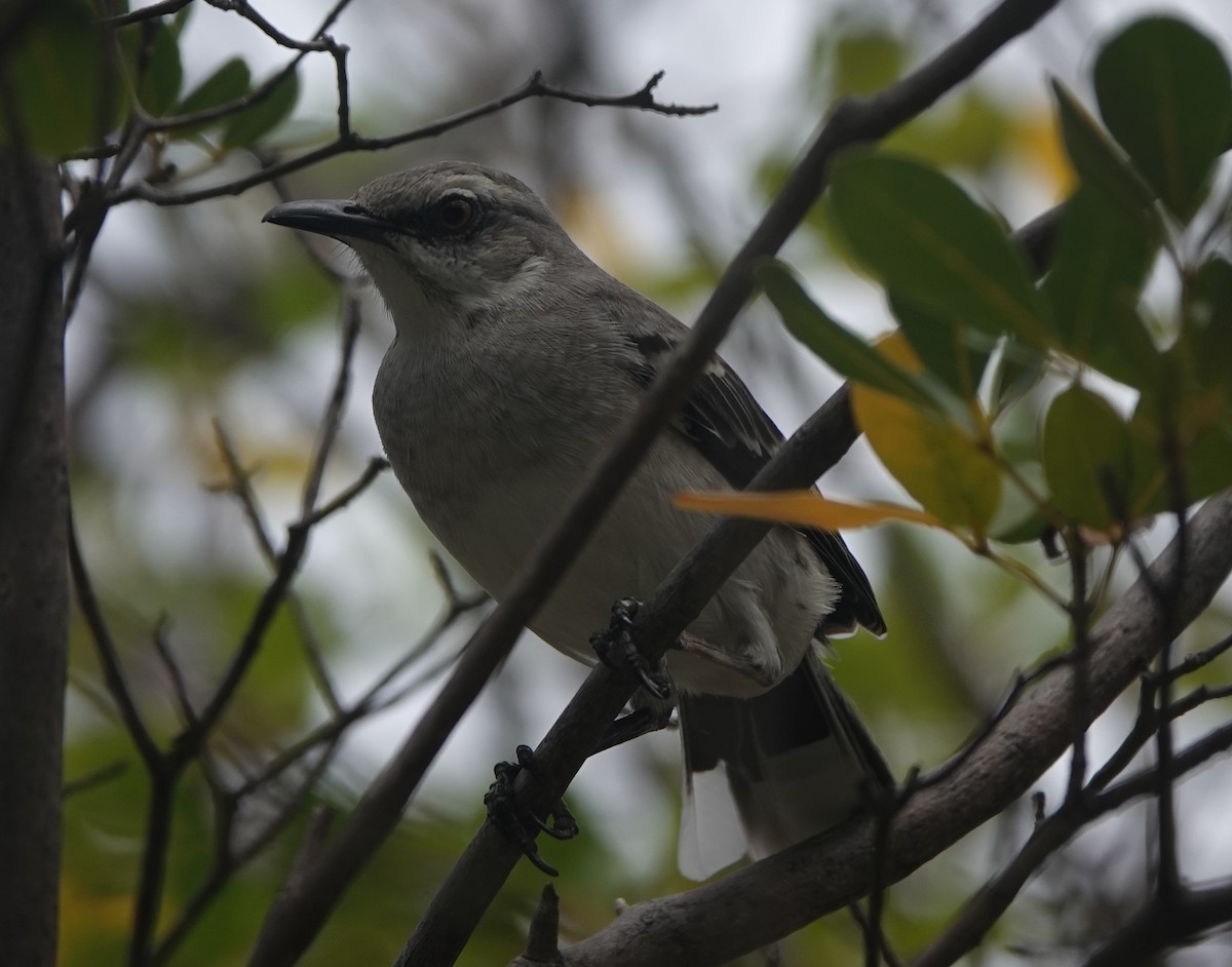 フナシマネシツグミ - ML646318641