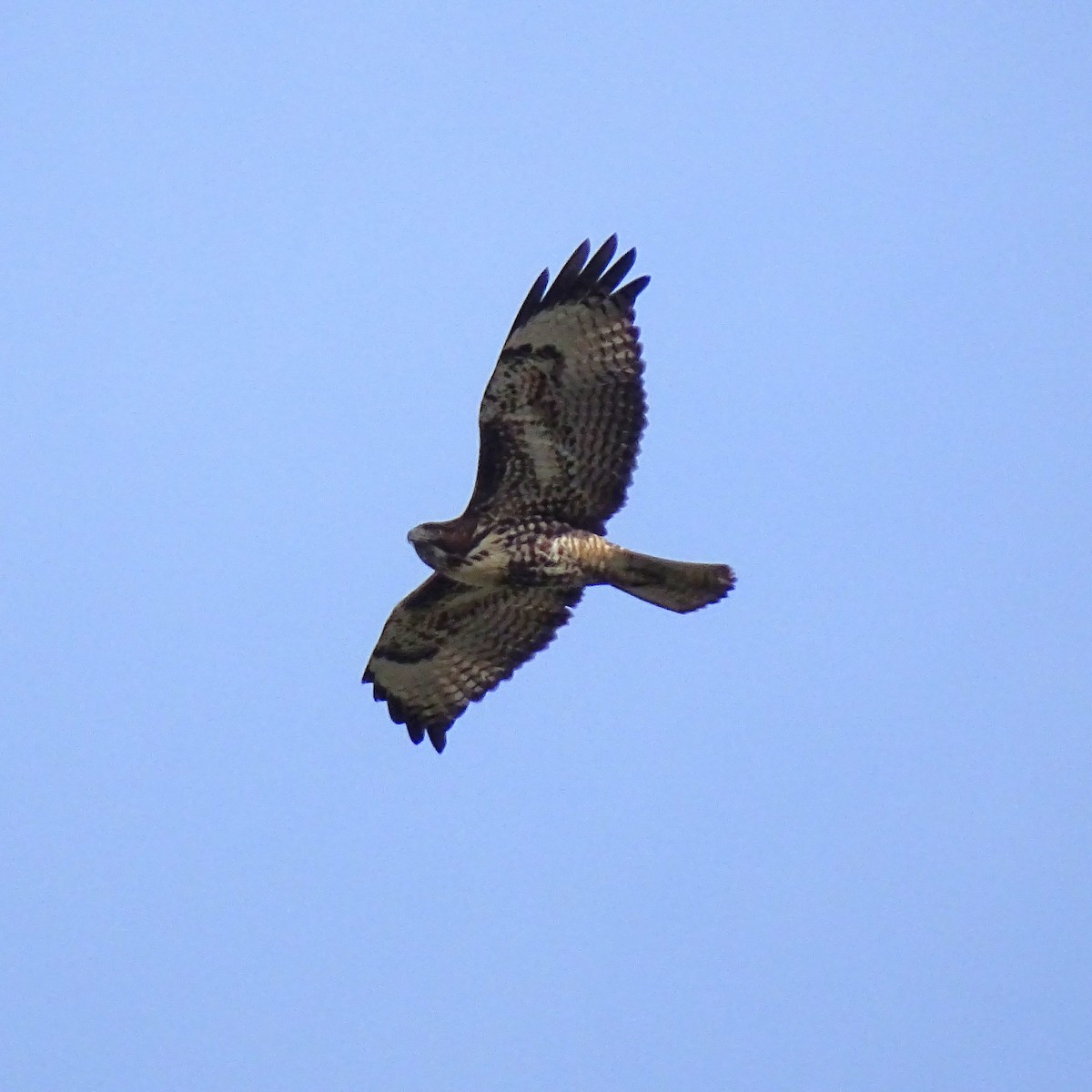 Red-tailed Hawk - ML646318644