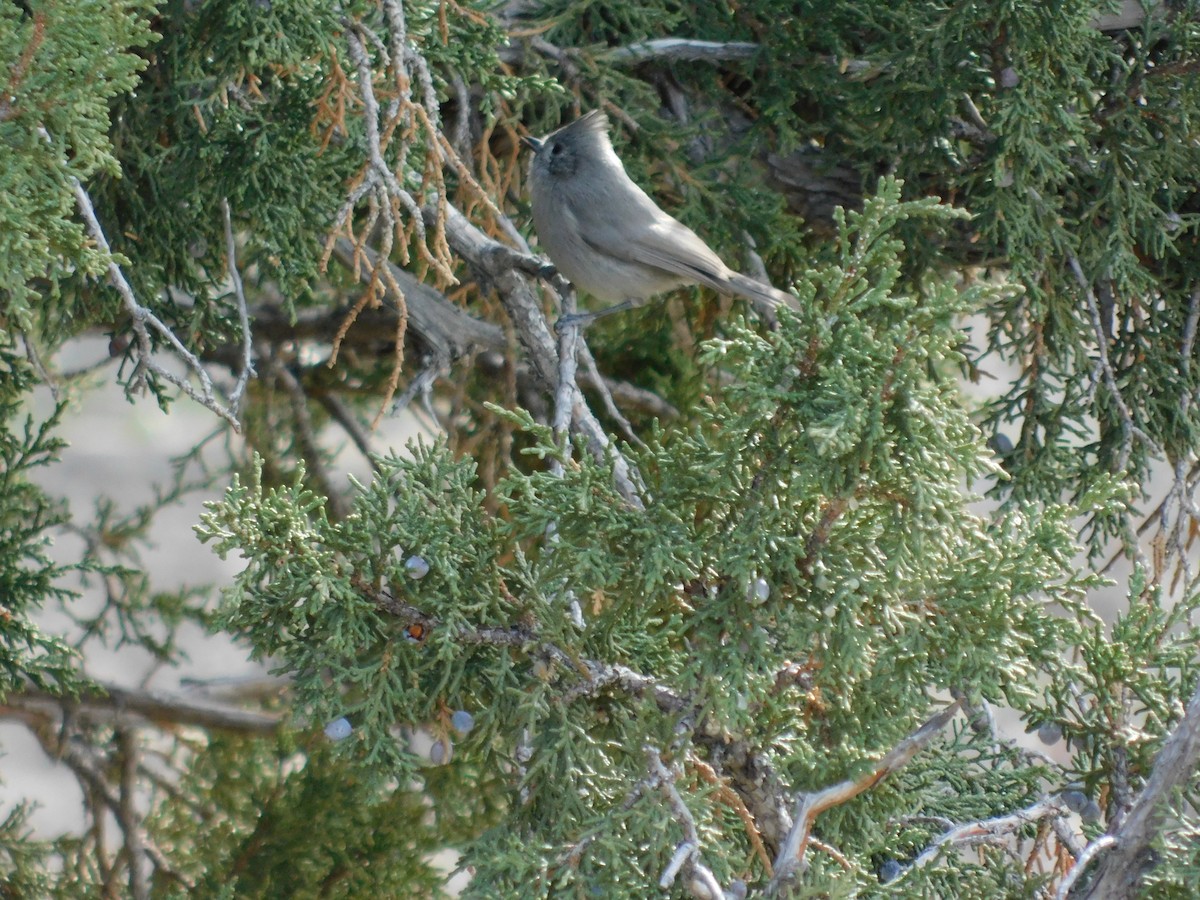 Juniper Titmouse - ML646318645