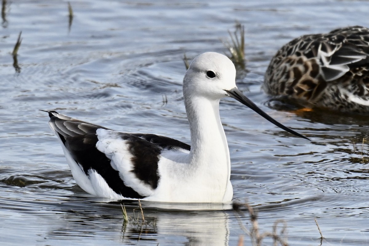 tenkozobec americký - ML646318647
