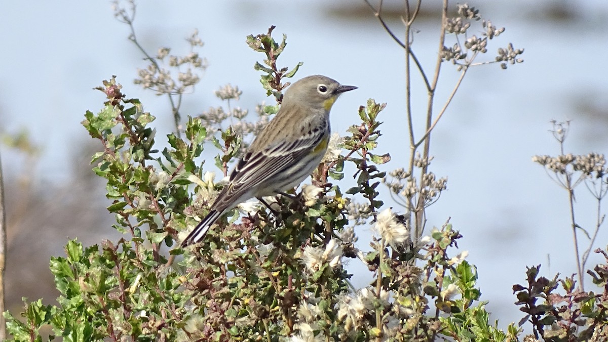 Yellow-rumped Warbler - ML646318649
