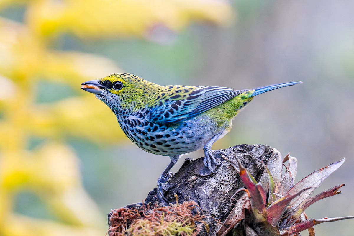 Speckled Tanager - ML646318652