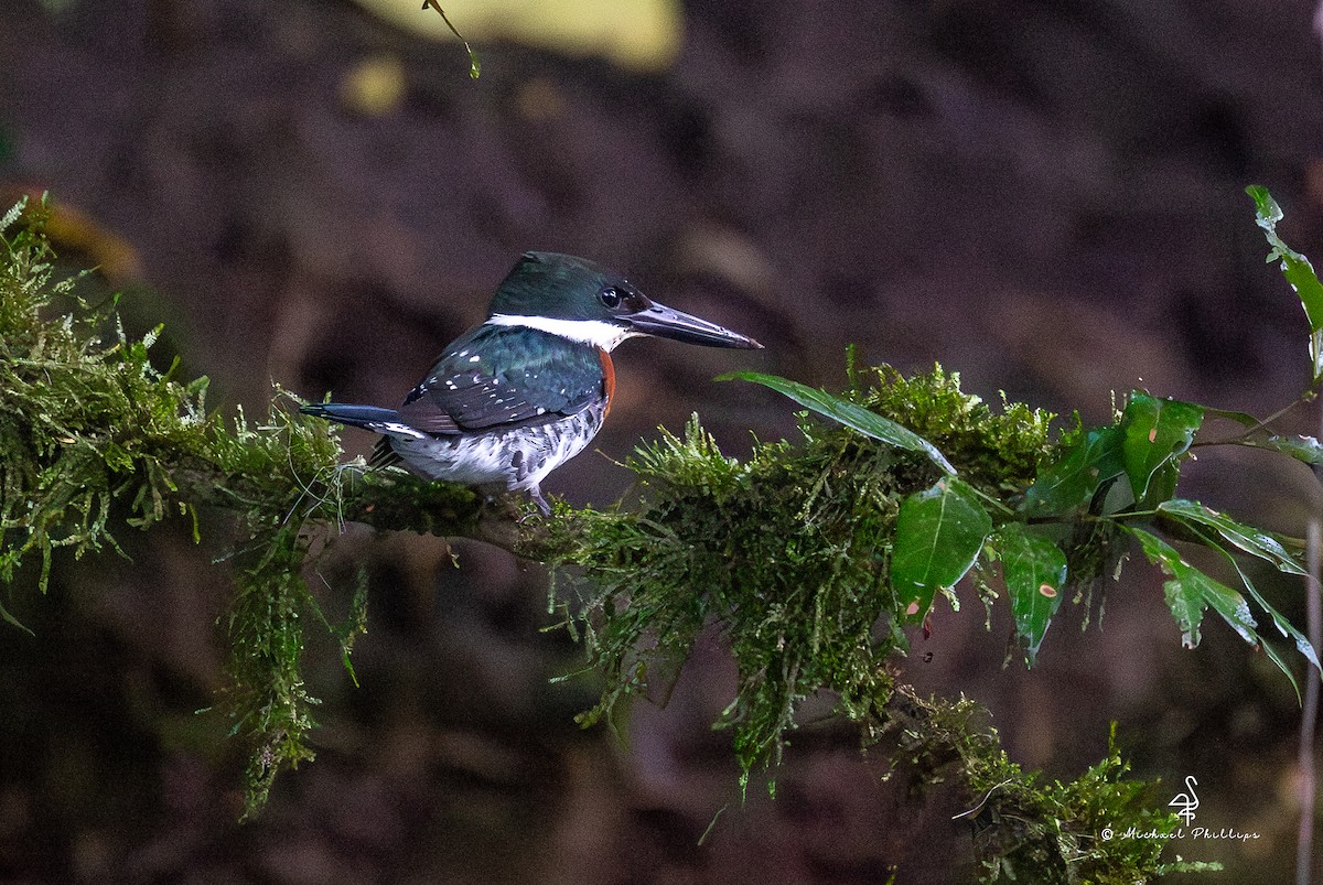 Green Kingfisher - ML646318653