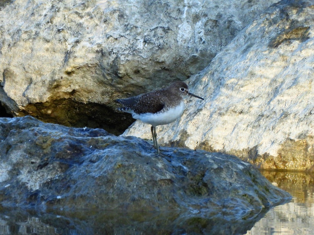 Solitary Sandpiper - ML646318654