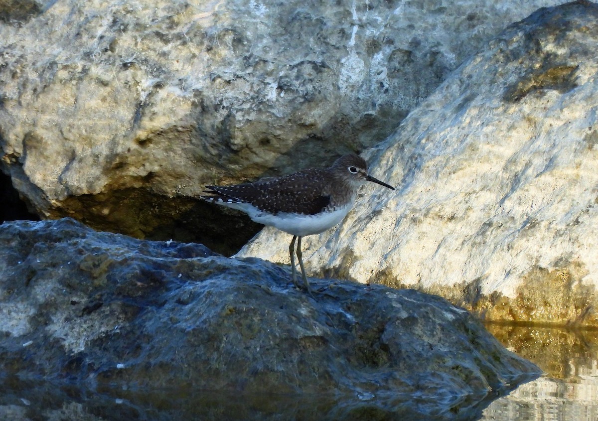Solitary Sandpiper - ML646318655