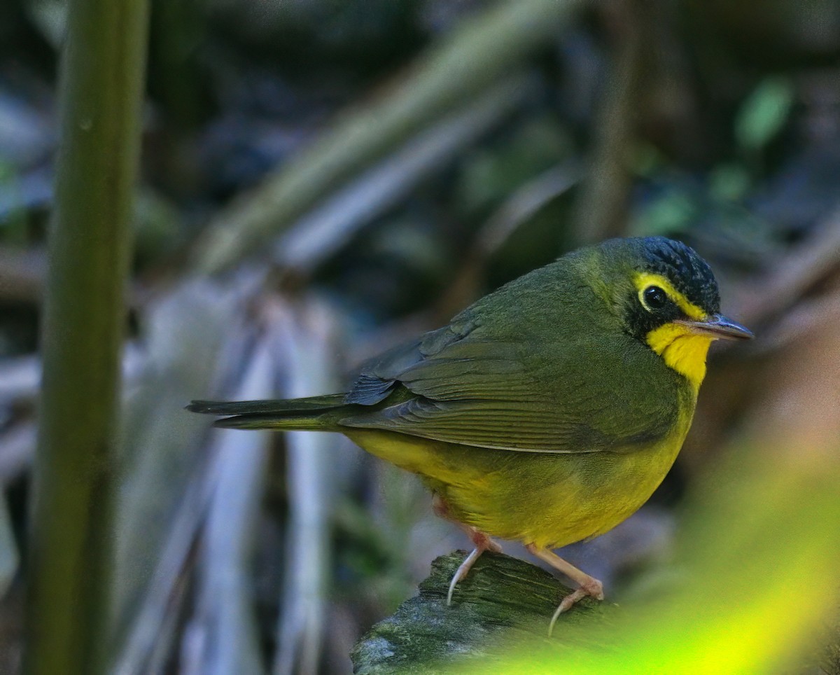 kentuckyparula - ML646318656