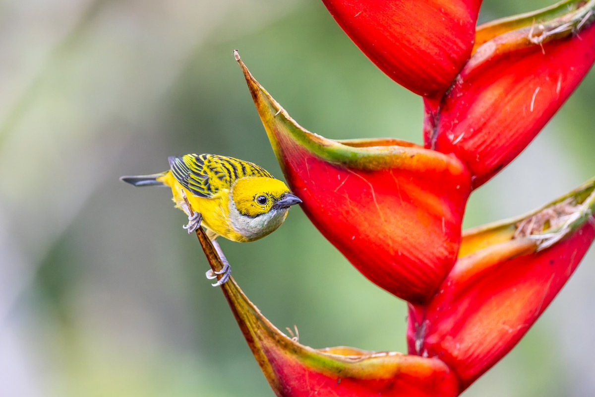 Silver-throated Tanager - ML646318661