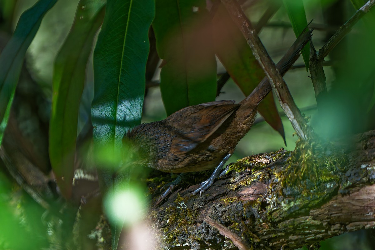 Mantaro Thornbird (undescribed form) - ML646318662