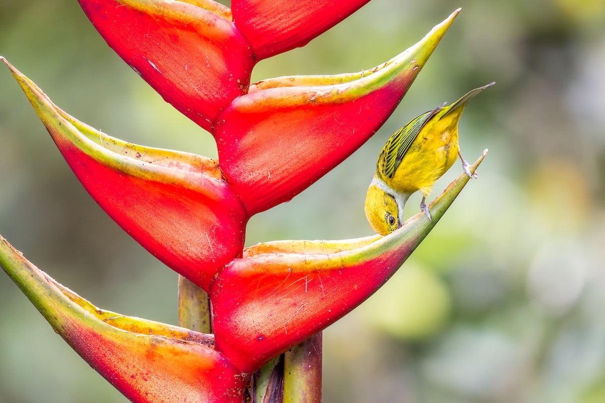 Silver-throated Tanager - ML646318663