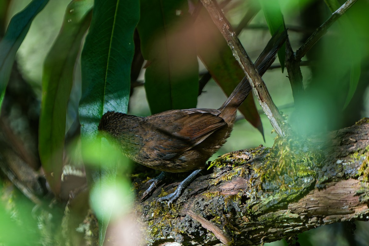 Mantaro Thornbird (undescribed form) - ML646318664