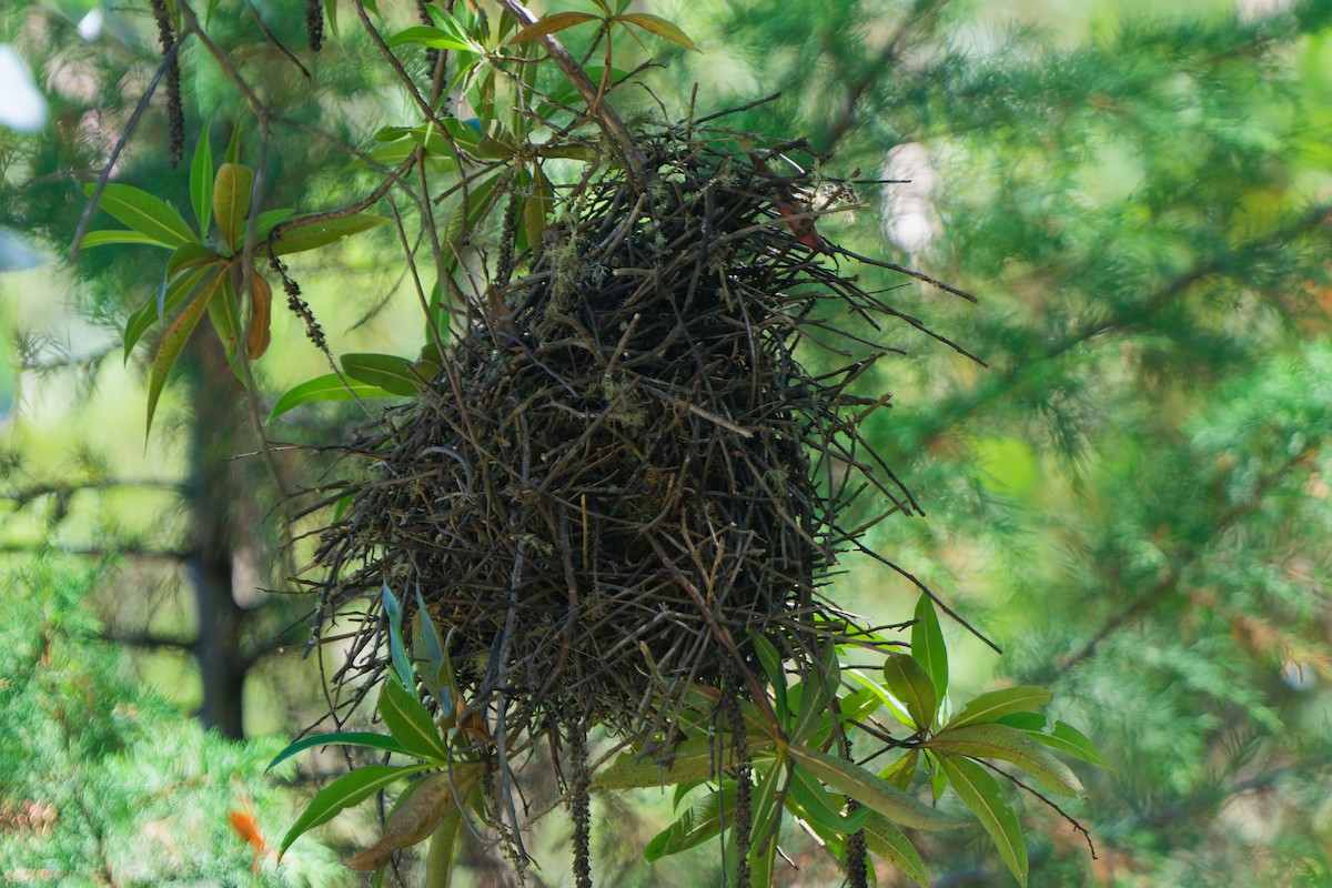 Mantaro Thornbird (undescribed form) - ML646318665