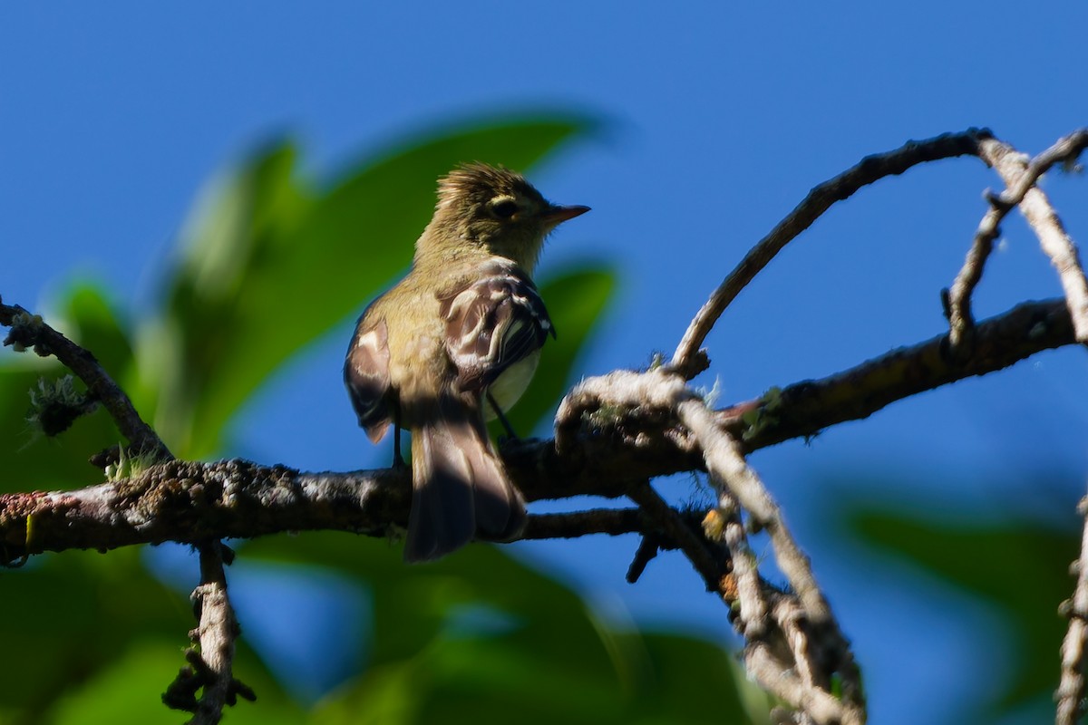 Highland Elaenia - ML646318671