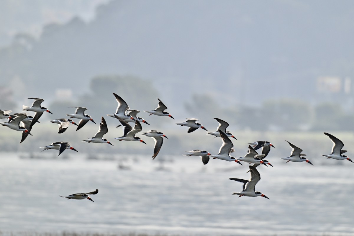 zoboun americký - ML646318675