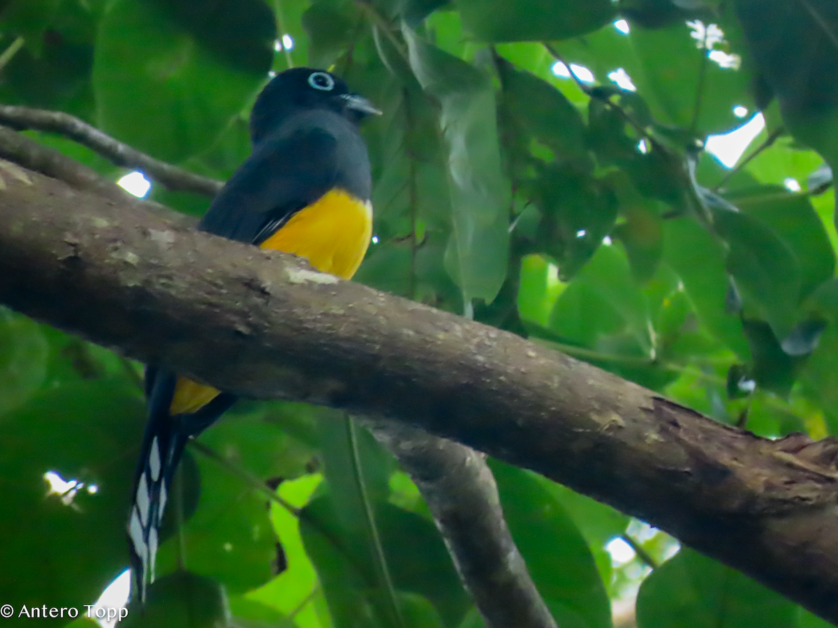 Black-headed Trogon - ML646318682