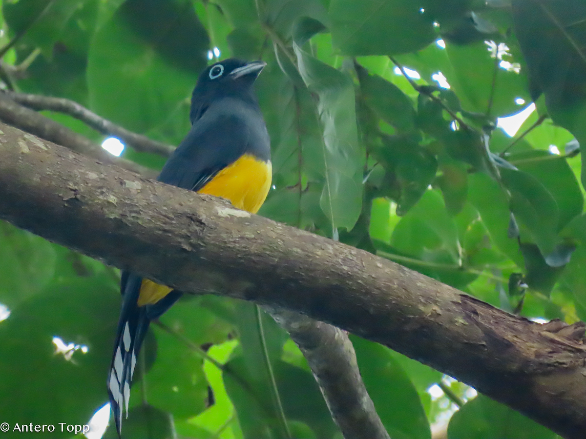 Black-headed Trogon - ML646318683
