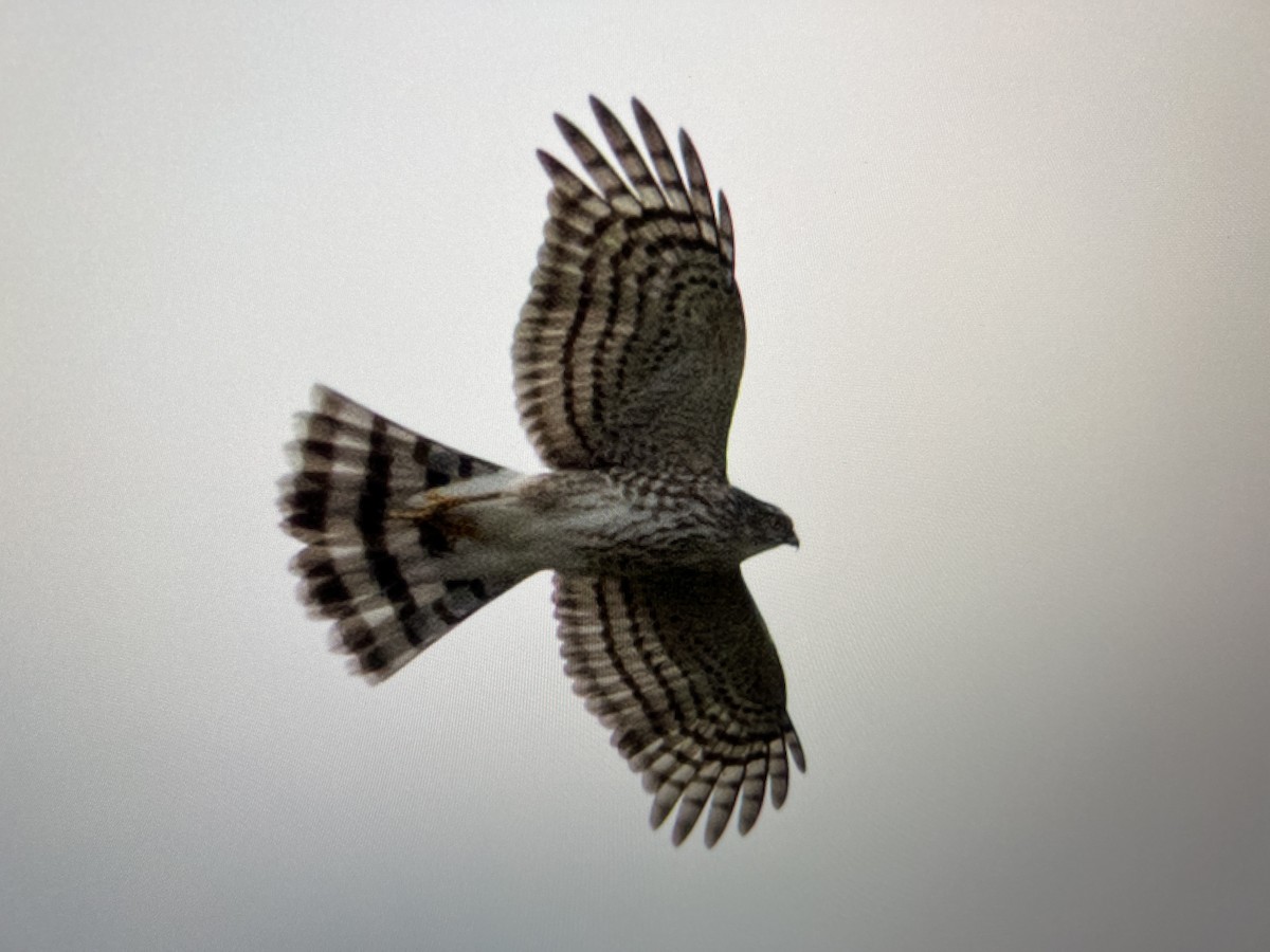 Sharp-shinned Hawk - ML646318686