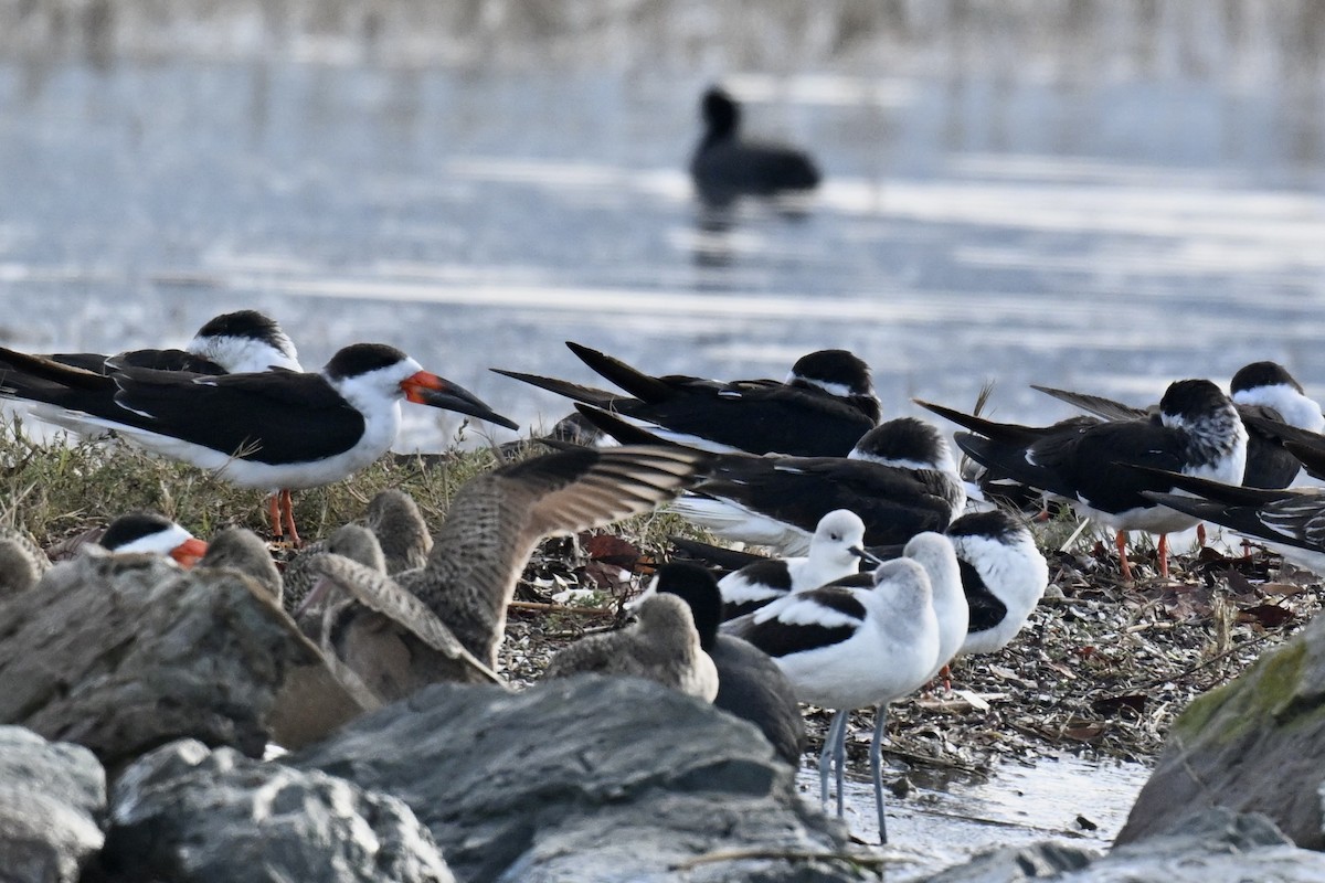 zoboun americký - ML646318693